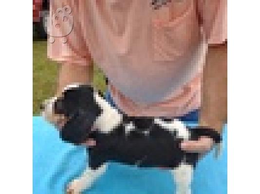 PoulaTo: Tri Colored Beagles κουτάβια έτοιμα τώρα