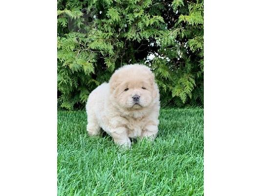 PoulaTo: Chow Chow Puppies Available