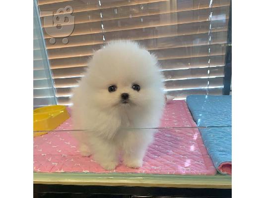 Αξιολάτρευτο κουτάβι Pomeranian