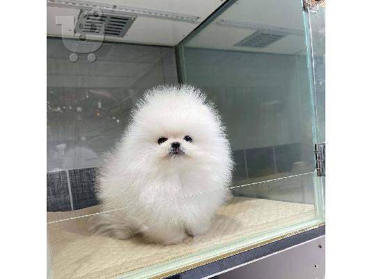 PoulaTo: Αξιολάτρευτο κουτάβι Pomeranian