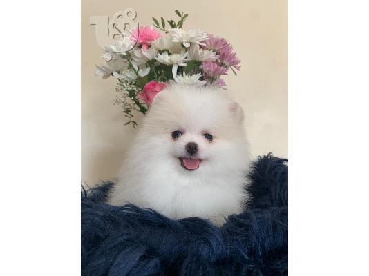 Pomeranian κουτάβια έτοιμα να φύγουν
