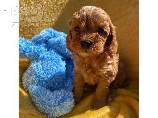 Το υπέροχο cavapoo μας είχε μια γέννα από 6 κόκκινα
