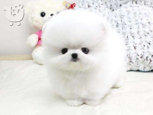 Pomeranian all kc reg.