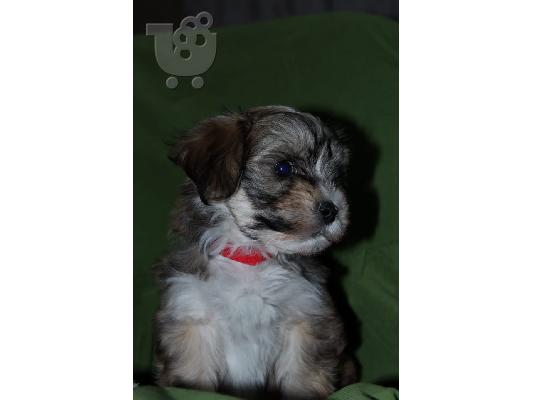 PoulaTo: Havanese bichon κουτάβια