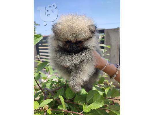 PoulaTo: Pomeranian Spitz