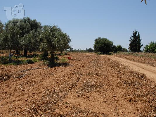 Πωλείται Οικόπεδο 7.450 τ.μ. στο Καγκάδι Αχαίας (Δήμος Λαρισσού)...