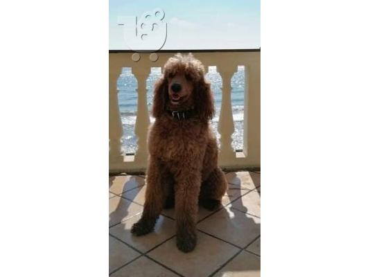 Labradoodle κουτάβια