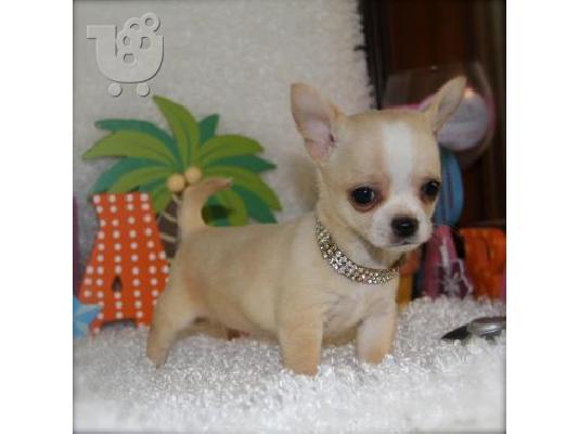 Τσιουαουα τοϊ - Chihuahua toy