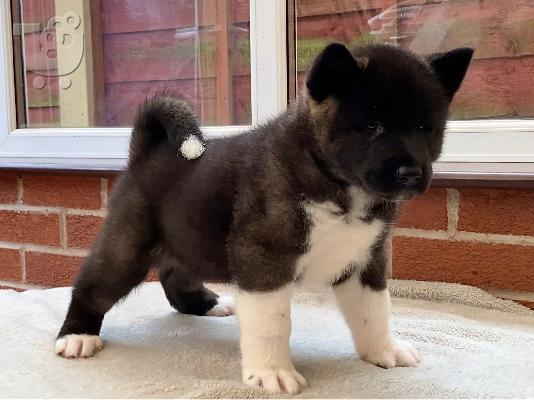 Ιαπωνικά Akita.