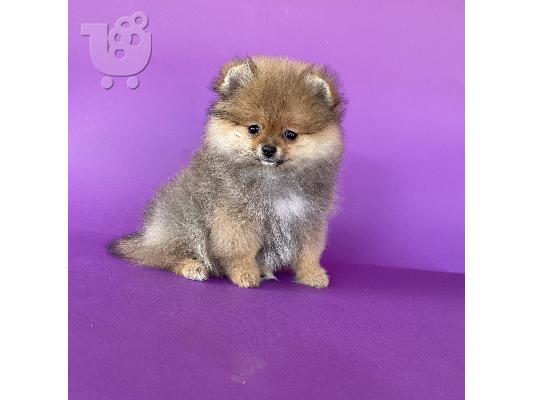 Pomeranian Spitz κουτάβια προς πώληση