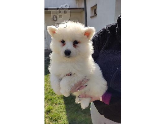 Samoyed κουτάβια