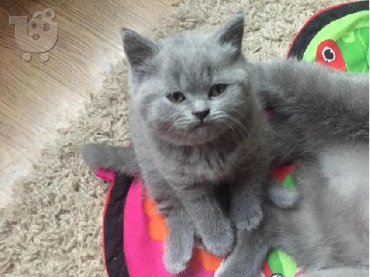 PoulaTo: ΚΑΘΑΡΑ ΚΟΥΤΙΑ BRITISH SHORTHAIR ΕΤΟΙΜΑ ΓΙΑ ΤΗΝ ΕΓΚΡΙΣΗ