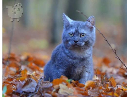 PoulaTo: υπέροχο Βρετανικό Shorthair maine coon