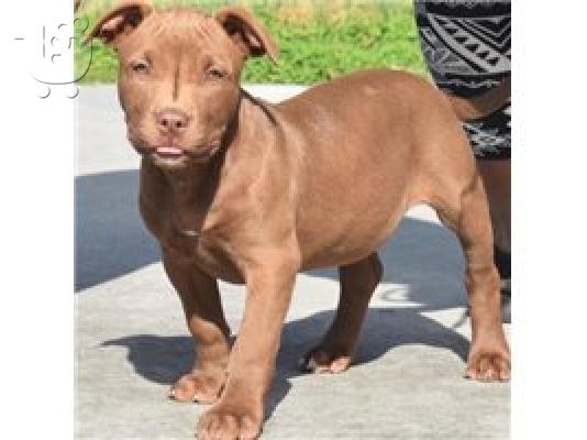 PoulaTo: American Pitbull dog available