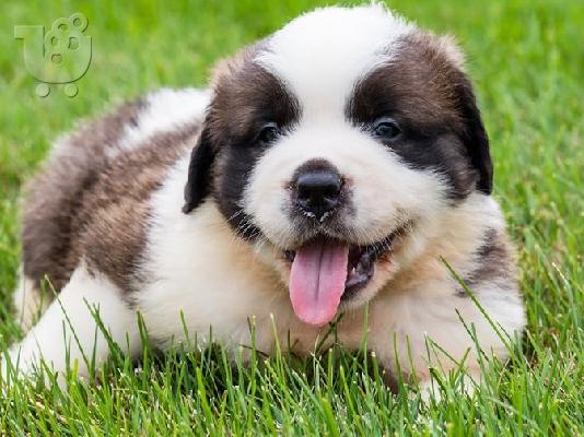 PoulaTo: St.Benard Puppies