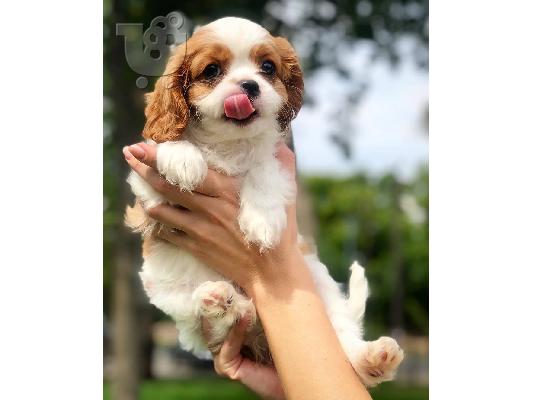 Έχω προς πώληση κουτάβια Cavalier King Charles Spaniel.