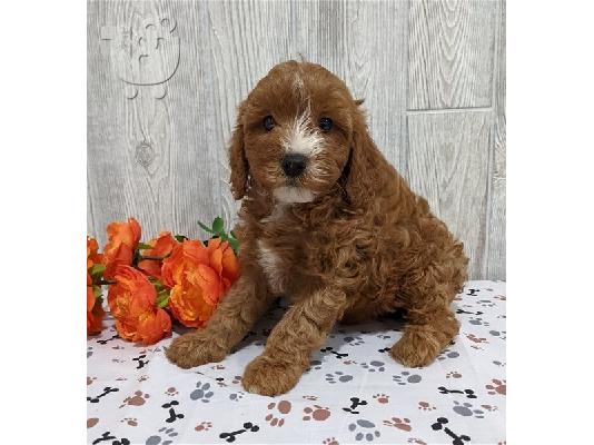 PoulaTo: Κουτάβια Bichon frize