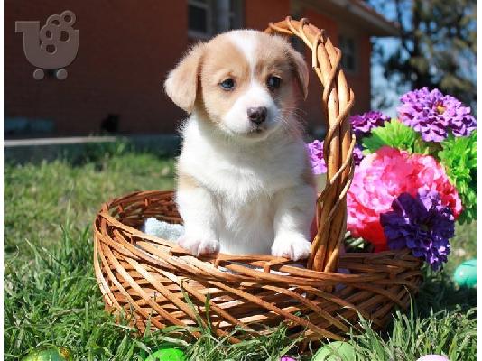 PoulaTo: Corgi Puppies