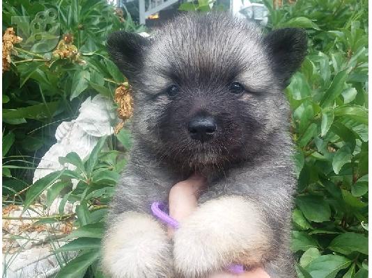 PoulaTo: Keeshond Puppies