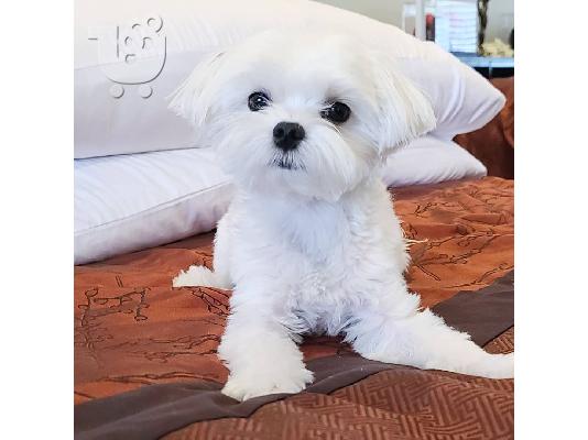 PoulaTo: Η Pedigree Maltese Fija γέννησε 4 υγιή κουτάβια.