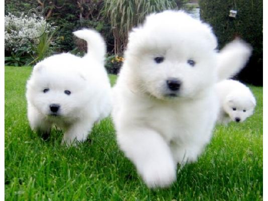 PoulaTo: Διαθέσιμα χαριτωμένα κουτάβια Samoyed