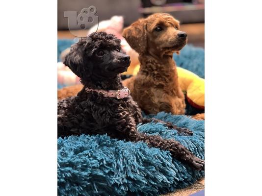 Πανέμορφα κουτάβια Toy Poodle