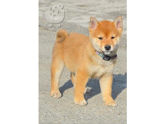 PoulaTo: Κουτάβια Shiba Inu