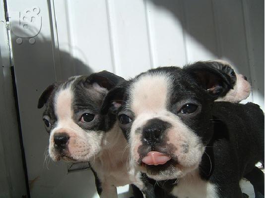 PoulaTo: Τερριέ Βοστώνης BOSTON TERRIER