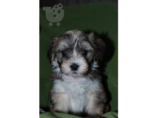 Havanese bichon κουτάβια