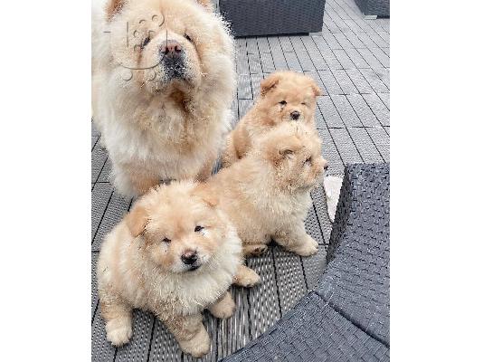 PoulaTo: Διαθέσιμα κουτάβια Chow Chow