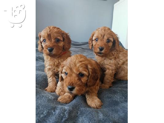 Το υπέροχο cavapoo μας είχε μια γέννα από 6 κόκκινα