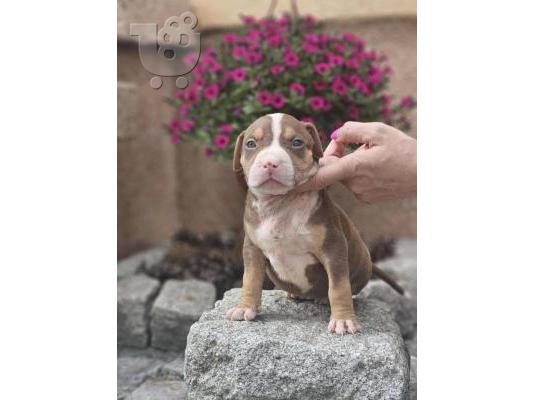 Κουτάβια American Bully XL προς πώληση