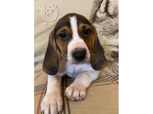 Prekrasna štenad Beagle.