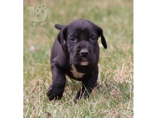 PoulaTo: Great Dane Puppies
