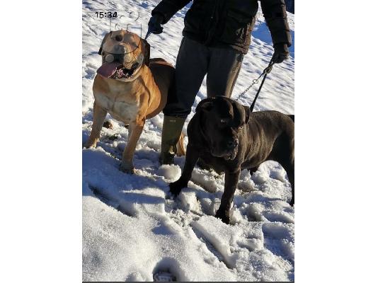 Νοτιοαφρικανικό Mastiff - Boerboel