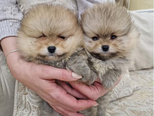 Pomeranians κουτάβια BOO καθαρόαιμα