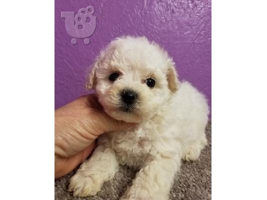 PoulaTo: Bichon Frise Puppys