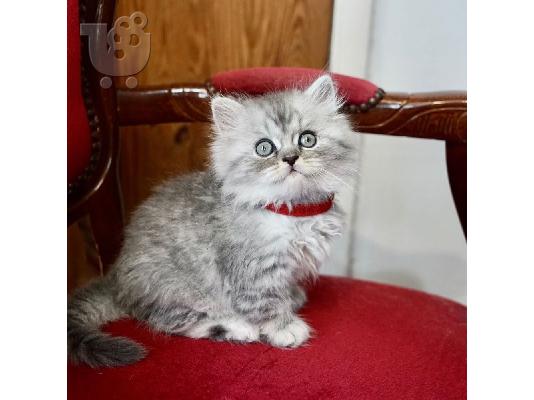 PoulaTo: Pedigree Persian Kittens Ready