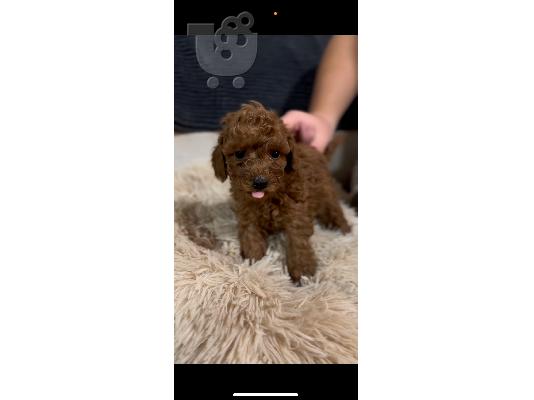 Κόκκινα Toy Poodle κουτάβια προς πώληση