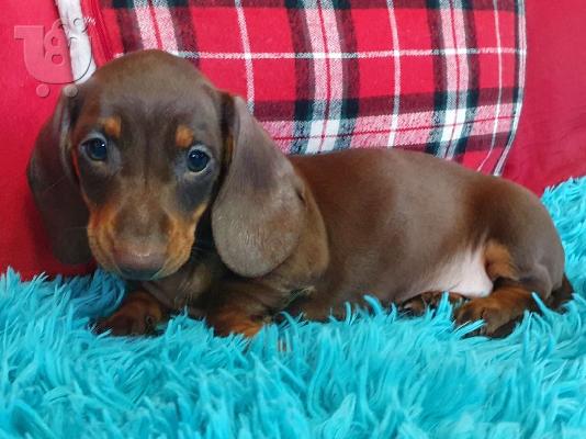 Κουτάβια Dachshund έτοιμα τώρα