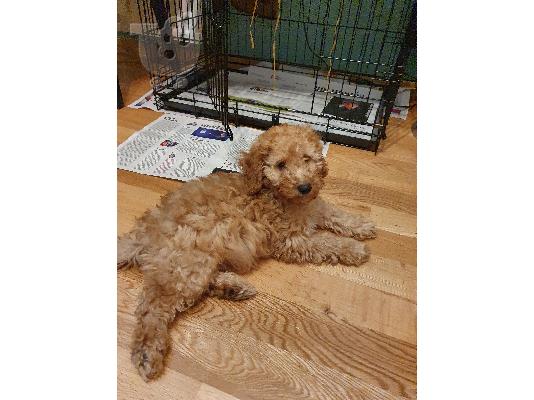 POODLE CANICHE MINI APRICOT (ΚΑΝΙΣ)