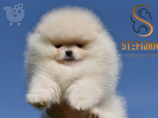 PoulaTo: Κουτάβια Pomeranian Boo