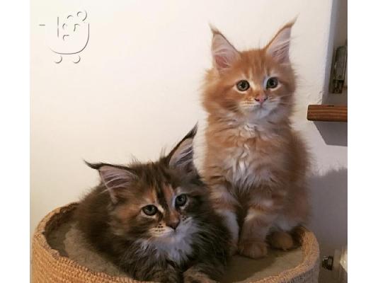 Maine Coon γατάκια για υιοθεσία