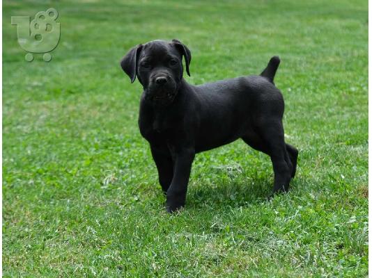 Boerboel (Μαστίφ Νότιας Αφρικής) κουτάβια