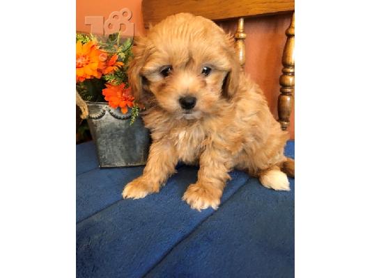 PoulaTo: German Shepherd Puppies