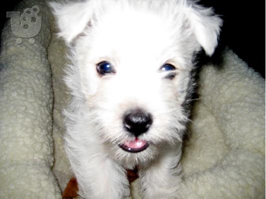PoulaTo: West Highland Terrier