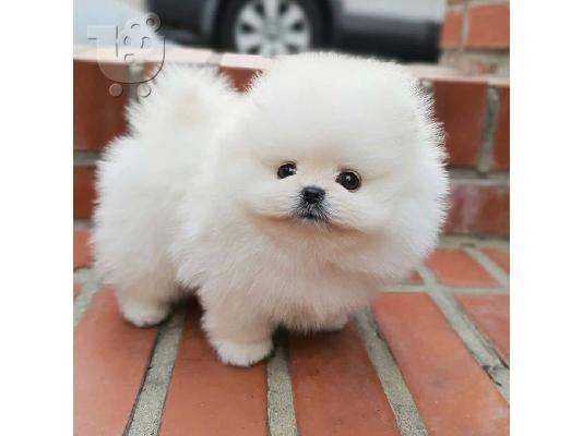 Όμορφα κουτάβια Pomeranian για καλό σπίτι