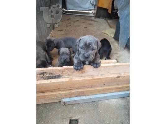 cane corso