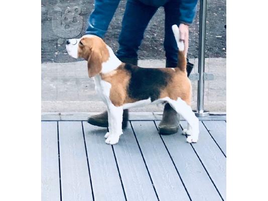 PoulaTo: Prekrasna štenad Beagle.