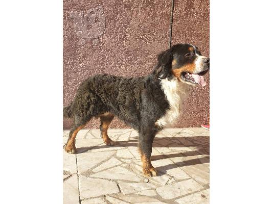 Ορεινός σκύλος Bernese